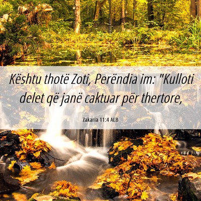 Picture 06 - Zakaria 11:4 ALB - Kështu thotë Zoti, Perëndia im: 