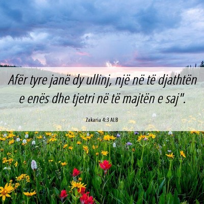 Picture 06 - Zakaria 4:3 ALB - Afër tyre janë dy ullinj, një në të - Bible Verse Picture