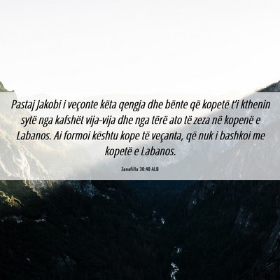 Picture 06 - Zanafilla 30:40 ALB - Pastaj Jakobi i veçonte këta qengja dhe bënte - Bible Verse Picture