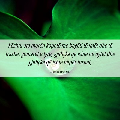 Picture 06 - Zanafilla 34:28 ALB - Kështu ata morën kopetë me bagëti të imët - Bible Verse Picture