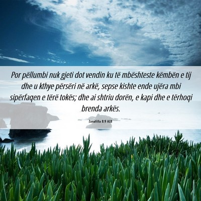 Picture 06 - Zanafilla 8:9 ALB - Por pëllumbi nuk gjeti dot vendin ku të - Bible Verse Picture