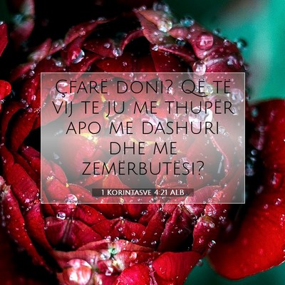 Picture 07 - 1 Korintasve 4:21 ALB - Çfarë doni? Që të vij te ju me thupër apo me - Bible Verse Picture