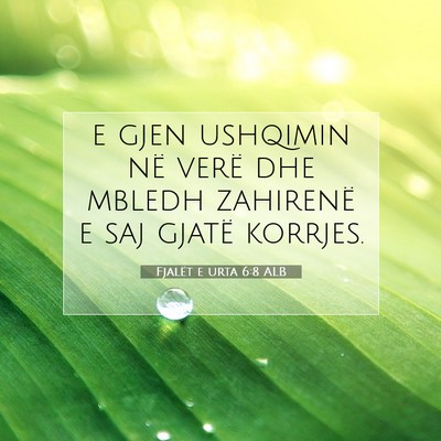 Picture 07 - Fjalët e urta 6:8 ALB - e gjen ushqimin në verë dhe mbledh zahirenë e - Bible Verse Picture