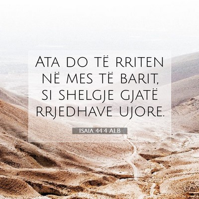 Picture 07 - Isaia 44:4 ALB - Ata do të rriten në mes të barit, si shelgje - Bible Verse Picture