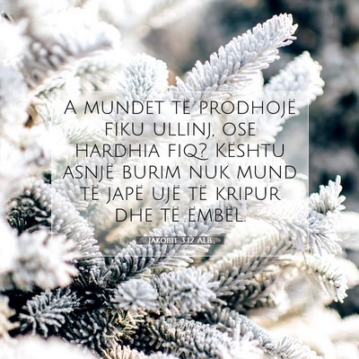 Picture 07 - Jakobit 3:12 ALB - A mundet të prodhojë fiku ullinj, ose hardhia - Bible Verse Picture