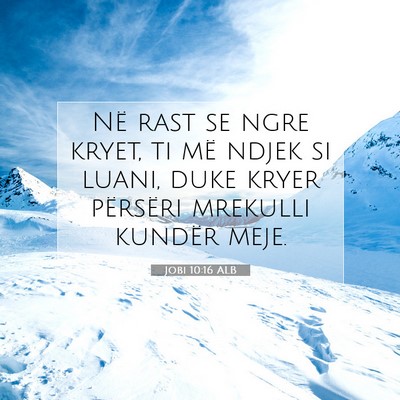 Picture 07 - Jobi 10:16 ALB - Në rast se ngre kryet, ti më ndjek si luani, - Bible Verse Picture