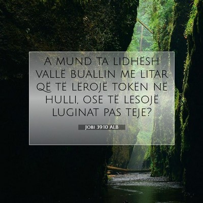 Picture 07 - Jobi 39:10 ALB - A mund ta lidhësh vallë buallin me litar që - Bible Verse Picture