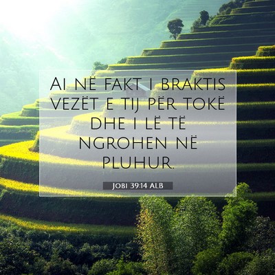 Picture 07 - Jobi 39:14 ALB - Ai në fakt i braktis vezët e tij për tokë dhe - Bible Verse Picture