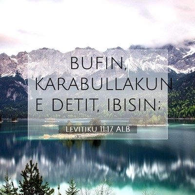 Picture 07 - Levitiku 11:17 ALB - bufin, karabullakun e detit, - Bible Verse Picture