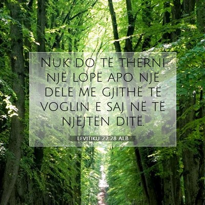 Picture 07 - Levitiku 22:28 ALB - Nuk do të therni një lopë apo një dele me - Bible Verse Picture