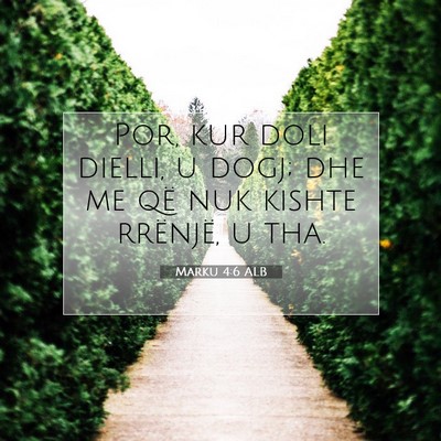 Picture 07 - Marku 4:6 ALB - Por, kur doli dielli, u dogj; dhe me që nuk - Bible Verse Picture