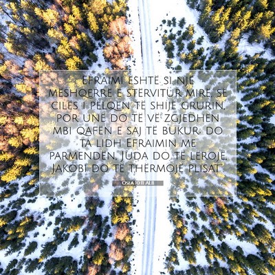Picture 07 - Osea 10:11 ALB - Efraimi është si një mëshqerrë e stërvitur - Bible Verse Picture