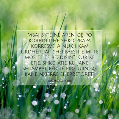Picture 07 - Ruthi 2:9 ALB - Mbaj sytë në arën që po korrin dhe shko prapa - Bible Verse Picture