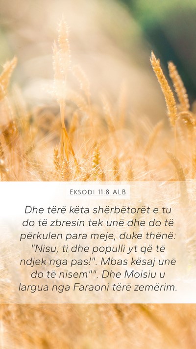 Eksodi 11:8 ALB Bible Verse Image