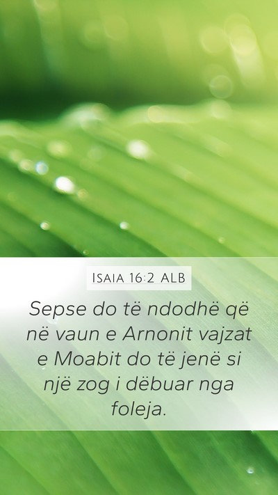 Isaia 16:2 ALB Bible Verse Image