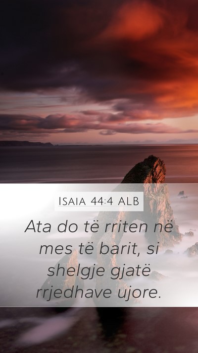 Isaia 44:4 ALB Bible Verse Image