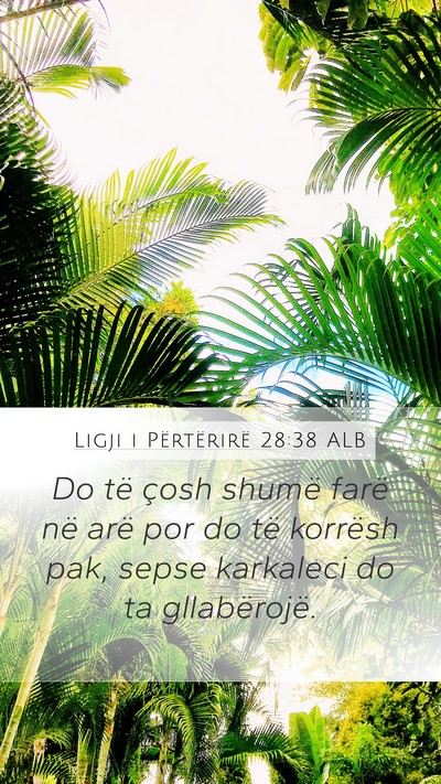 Ligji i Përtërirë 28:38 ALB Bible Verse Image